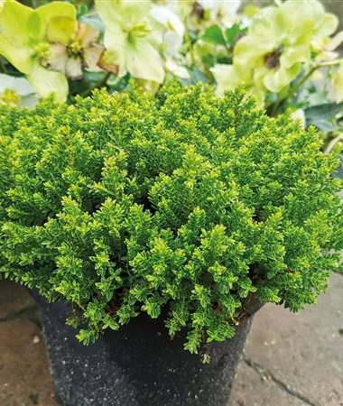 Hebe x hybrida