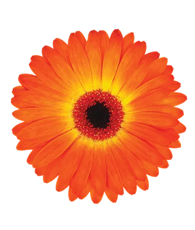 Gerbera x jamesonii