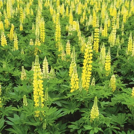 LUP_Lupini_Yellow_455890.jpg