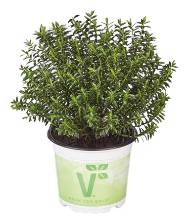 Hebe x hybrida