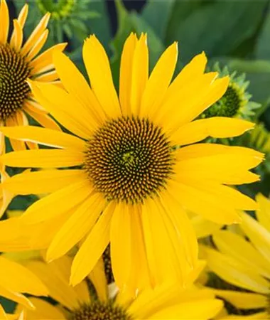 Echinacea purpurea