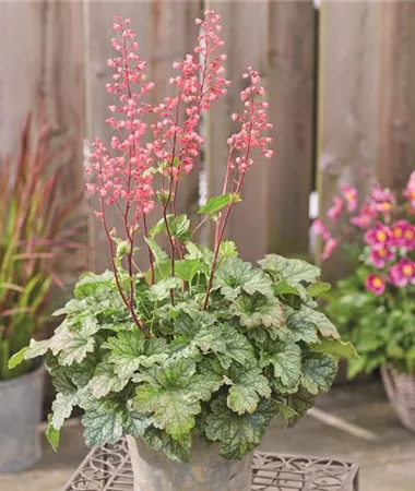 Heuchera x hybrida