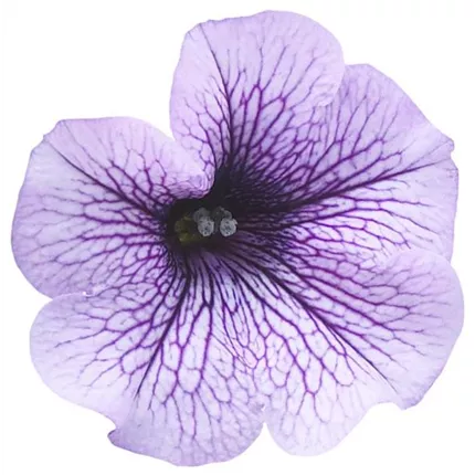 PET 464120 Surf C. Purple Vein.jpg