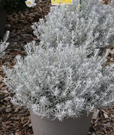 Helichrysum stoechas