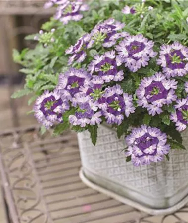 Verbena x peruviana