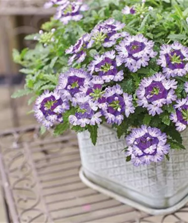 Verbena x peruviana