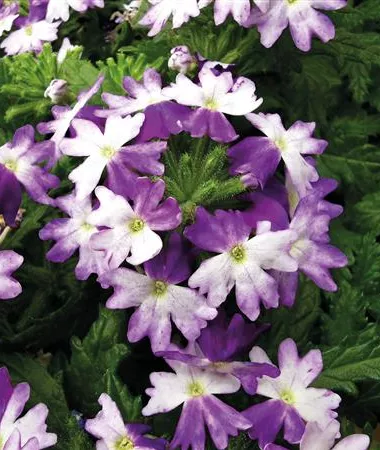 Verbena x peruviana