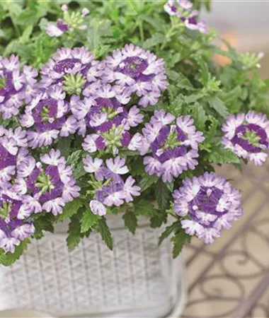 Verbena x peruviana