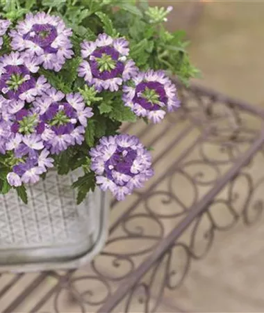 Verbena x peruviana