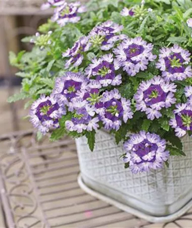 Verbena x peruviana