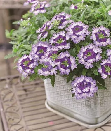 Verbena x peruviana