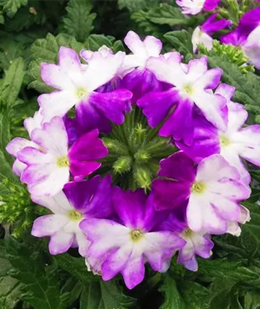 Verbena x peruviana