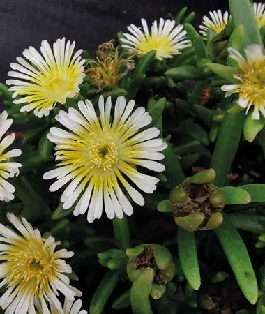 Delosperma cultivars