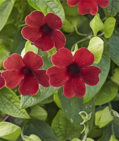 Thunbergia alata