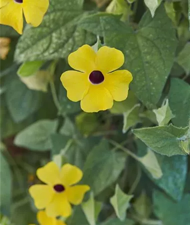 Thunbergia alata