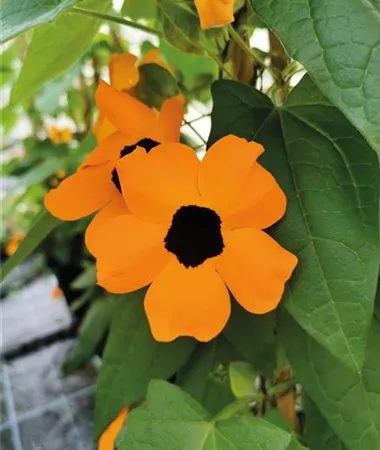 Thunbergia alata