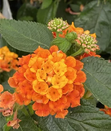 Lantana x hybrida