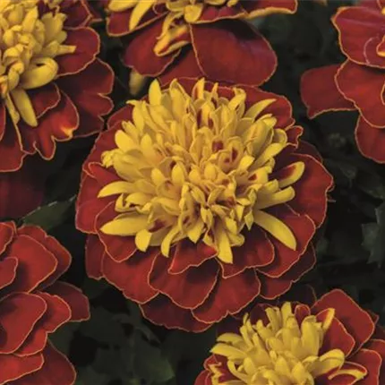 TAG Texana Spry 479583 W2065188.jpg