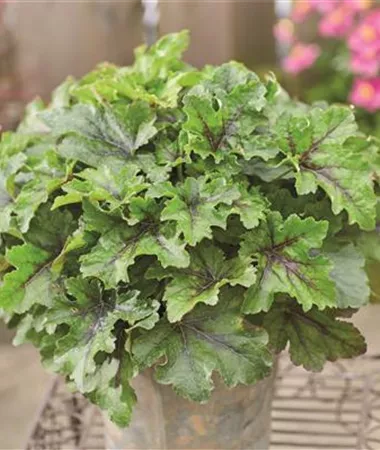 Heuchera x hybrida