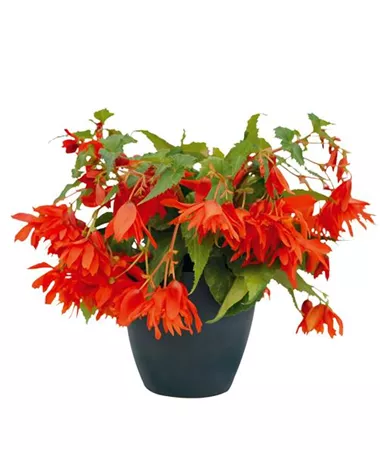 Begonia x hybrida