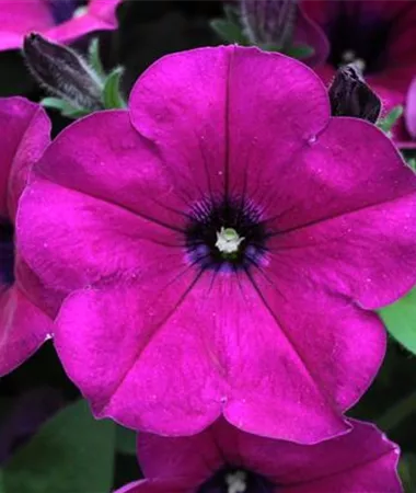 Petunia x atkinsiana