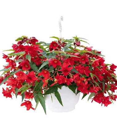 Begonia x hybrida