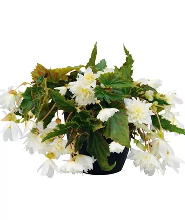 Begonia x hybrida