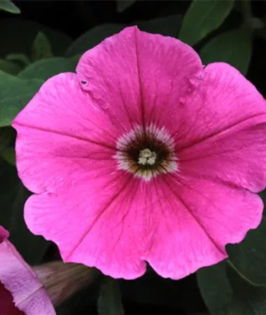 Petunia x atkinsiana
