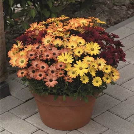 OST Akila Sunset Shades 458907 18-24362.jpg