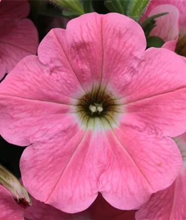 Petunia x atkinsiana