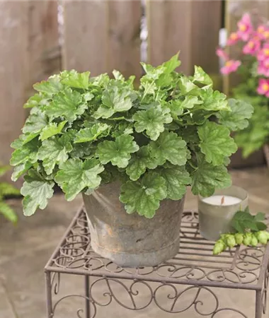 Heuchera x hybrida