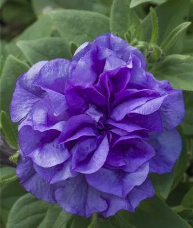Petunia x atkinsiana