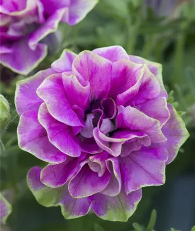 Petunia x atkinsiana
