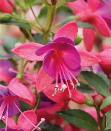 Fuchsia cultivars