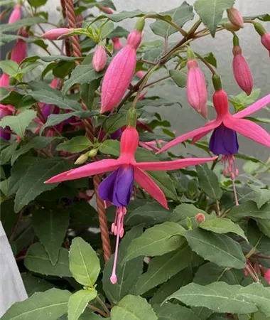Fuchsia cultivars