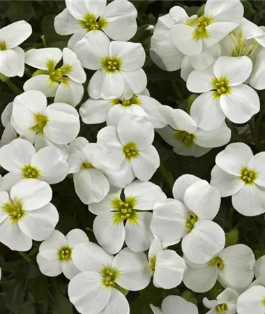 Aubrieta x hybrida
