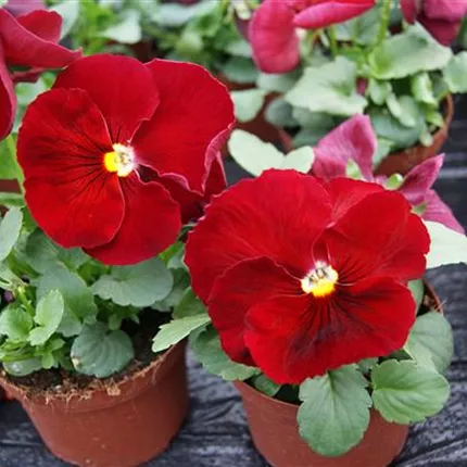 VIO_Carneval® F1_Scarlet_485605_(EXP) 593 (2).jpg