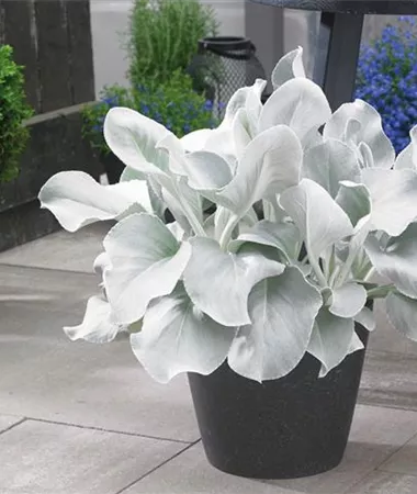 Senecio candicans