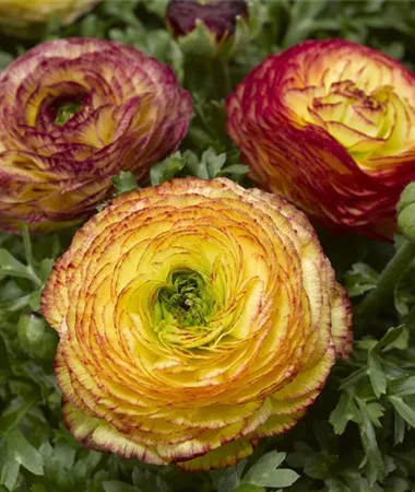 Ranunculus x asiaticus