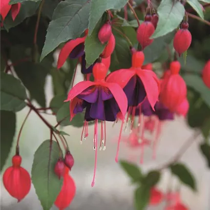 FUC Leonita Semi Double Red-Blue 443630 IMG_9303.jpg