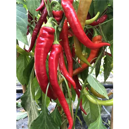 515240 Paprika Milder Spiral.JPG