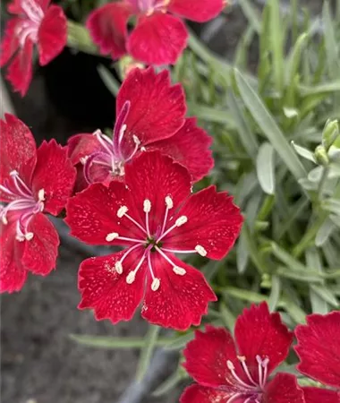 Dianthus superbus