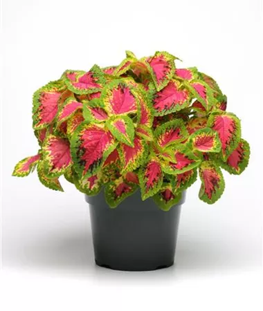 Coleus x blumei