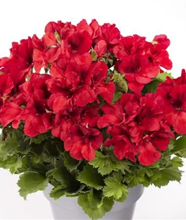 Pelargonium x grandiflorum
