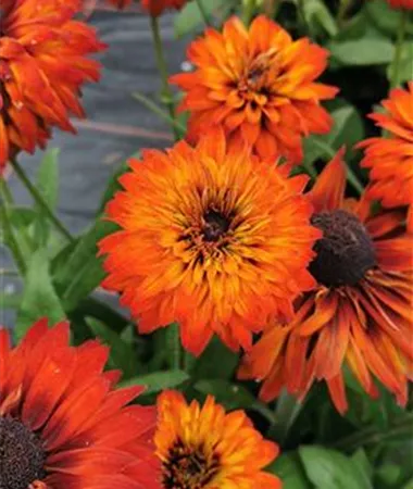 Rudbeckia x hybrida