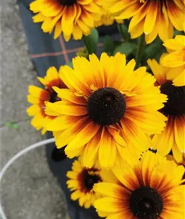 Rudbeckia x hybrida