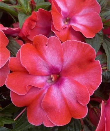 Impatiens x Neu-Guinea