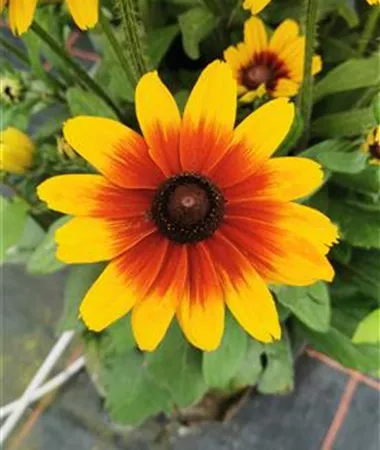Rudbeckia x hybrida