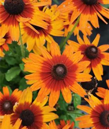 Rudbeckia x hybrida