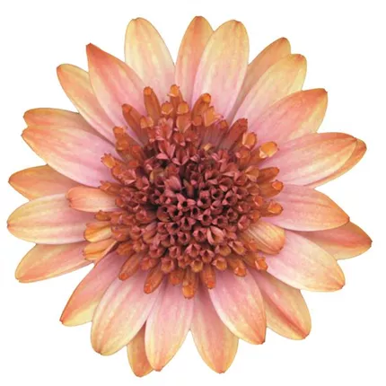 OST-Erato® Double Orange Center 458682_bearbeitet_KATALOGBILD.tif